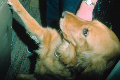 KTIM AM&FM, KTIM FM, Ila Gilsbach, Ila Wigfield, Suzette the Guide Dog